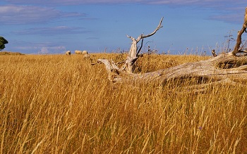 Dead Grass